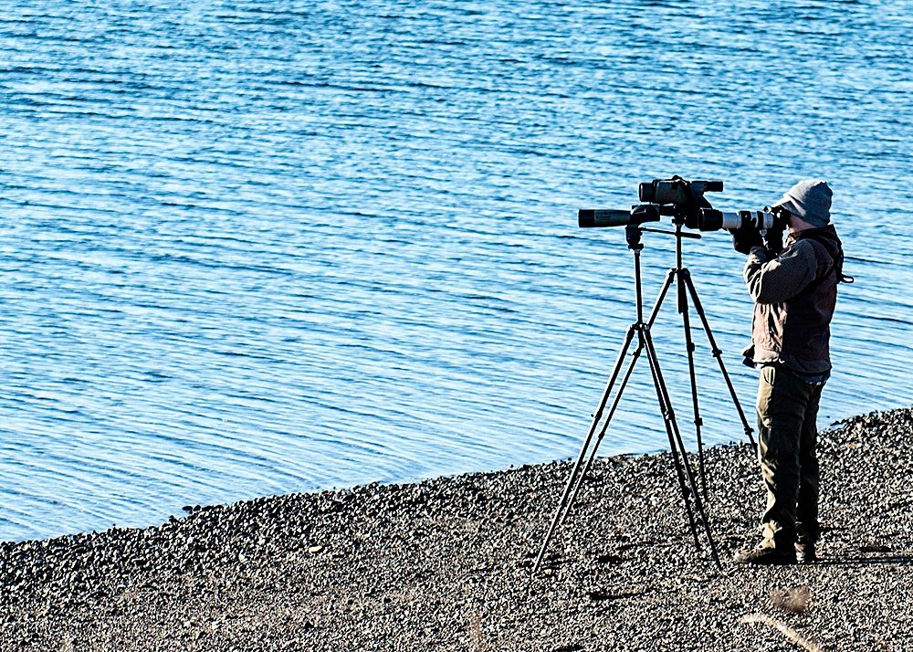 Photo: Ed Johnson, KP News If you’ve crossed the Purdy Spit in recent weeks, you’ve likely noticed a small forest of tripods with spotting scopes and cameras on the beach. The spit is one of four places in the state where bird watchers have spotted a rare common eider sea duck. Common eiders are the largest North American duck species. The drake’s head is white with a black cap and a greenish nape. It has a white breast, black flanks and a black tail. Current photos are on the Washington Rare Bird Alert website http://ebird.org/ebird/alert/summary?sid=SN35602 NIKON D750, 70mm, f/3.5, ISO 100