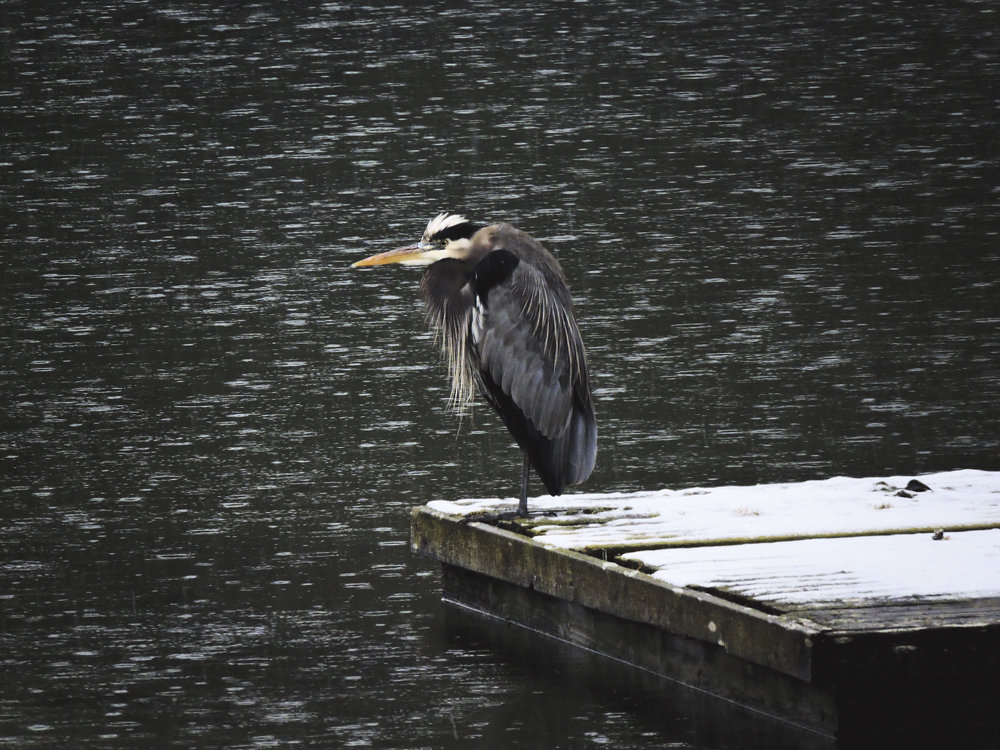 A grumpy-looking heron in Von Geldern Cove seems to barely tolerate the snow that hit the peninsula Feb. 6. Photo: Ron Cameron