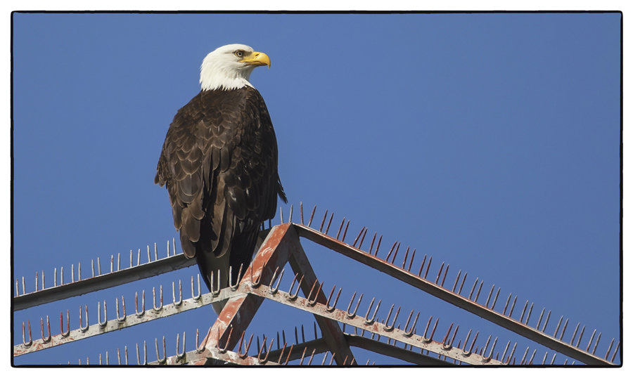 A resident bald eagle gazes across Henderson Bay from its accustomed perch atop the Purdy power tower. Photo: Daniel Jackson