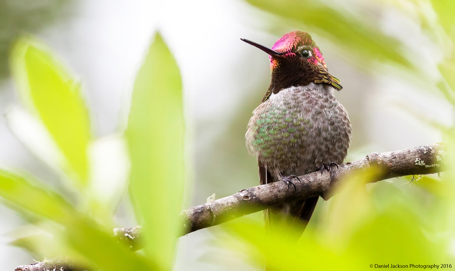 A male Anna’s hummingbird takes a break from the summer heat. Photo: Daniel Jackson