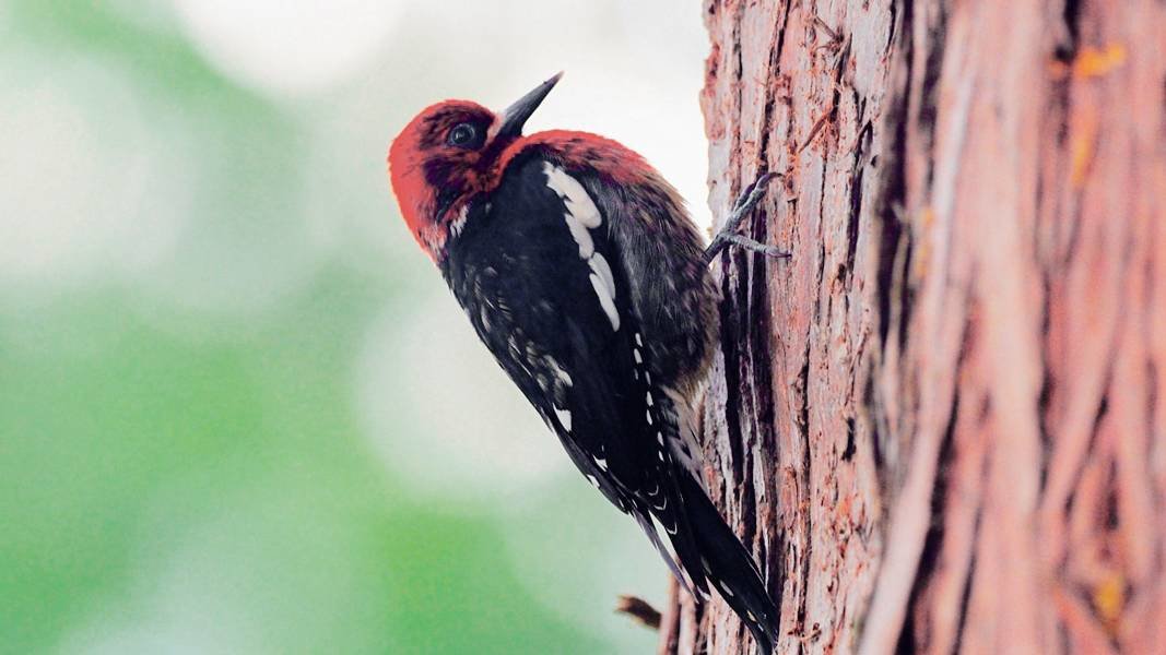 A red-breasted sapsucker at work as moisture retreats into the trunk with the approach of autumn. Photo: Richard Hildahl