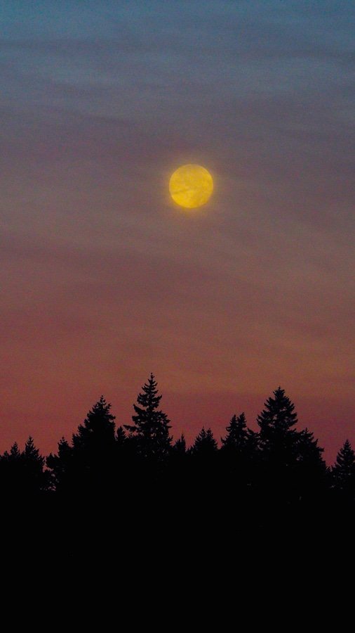 Harvest Moon near sunset taken from Cliff Avenue in Longbranch.  Photo: Richard Hildahl