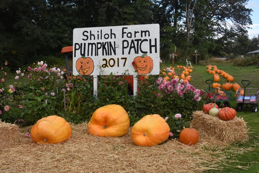 Pumpkins big and small greeting tour visitors to Shiloh Farm. Photo: Don Thossem, KP News