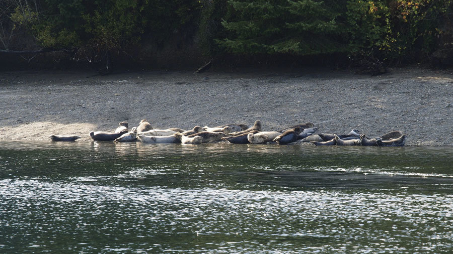 Harbor seals bask on Eagle Island State Park. Photo: Richard Hildahl