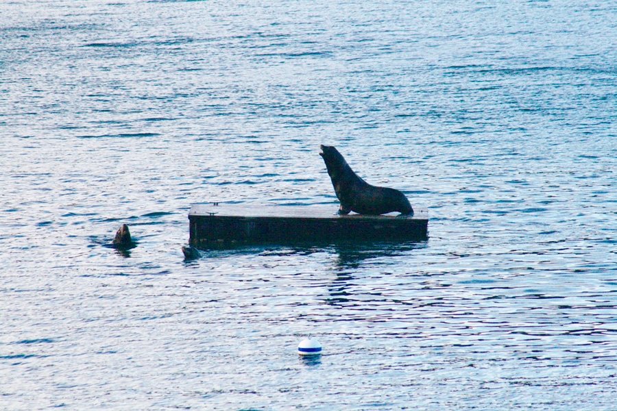 “This is my raft, buster. Get lost.” California sea lions seen at Von Geldern Cove. Photo: Hugh McMillan
