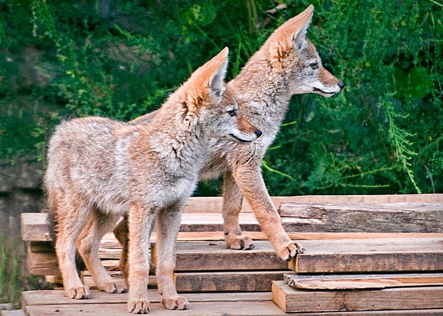 Coyote pups reviewing back yard construction project. Photo: Ed Johnson, KP News