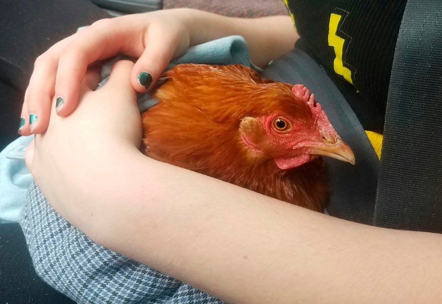 Chicken-Rescue