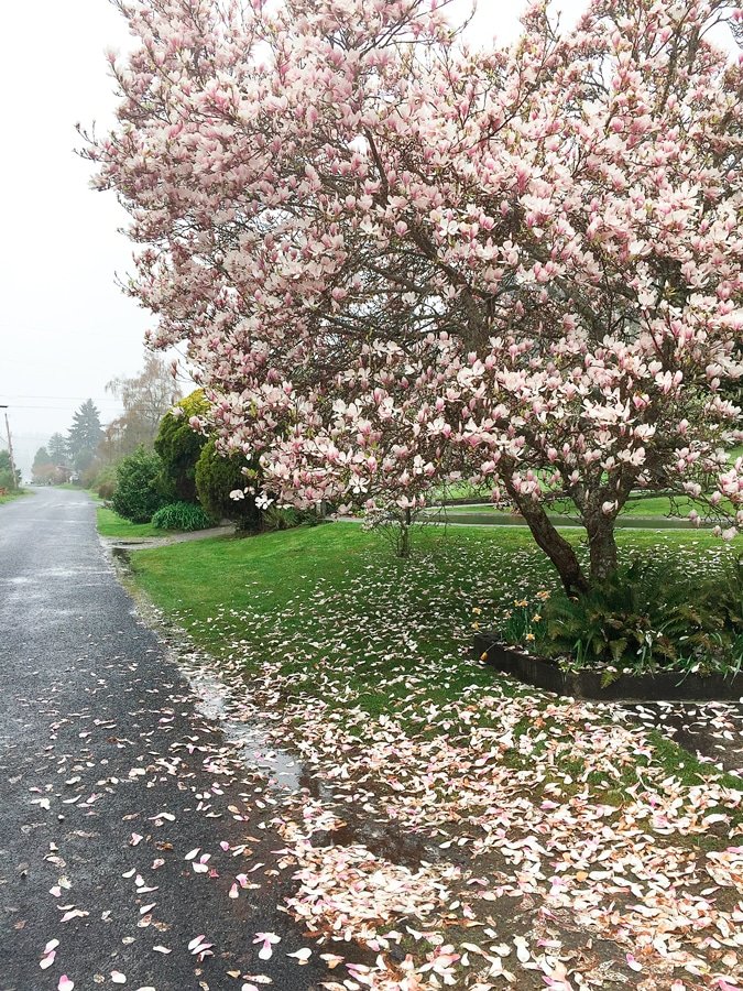 Lush magnolia blooms carpet an A Street yard in Home. Photo: Tim Heitzman, KP News