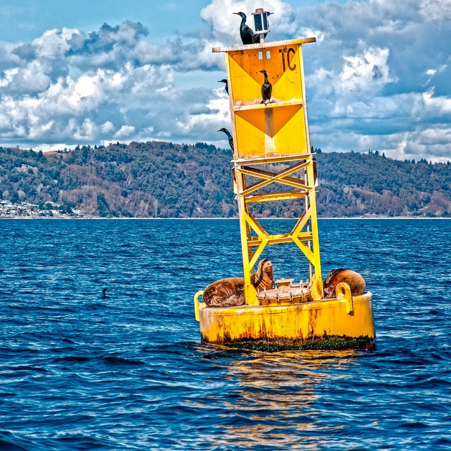 Sea lions enjoy the scenery from Center Channel buoy. Photo: Jim Bellamy