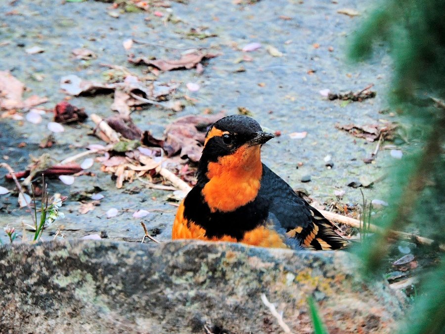 Male varied thrush seen before migrating to higher altitudes for the summer. Photo: Ron Cameron