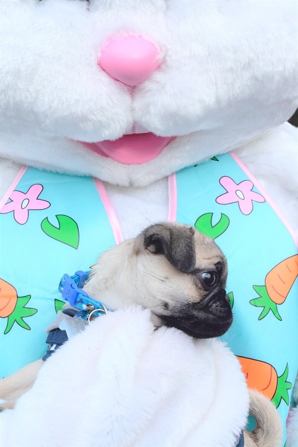 Pug puppy fearlessly engages with giant plush bunny at Pet Easter Treat Hunt. Photo: Veronica Grandt, Key Pen Parks