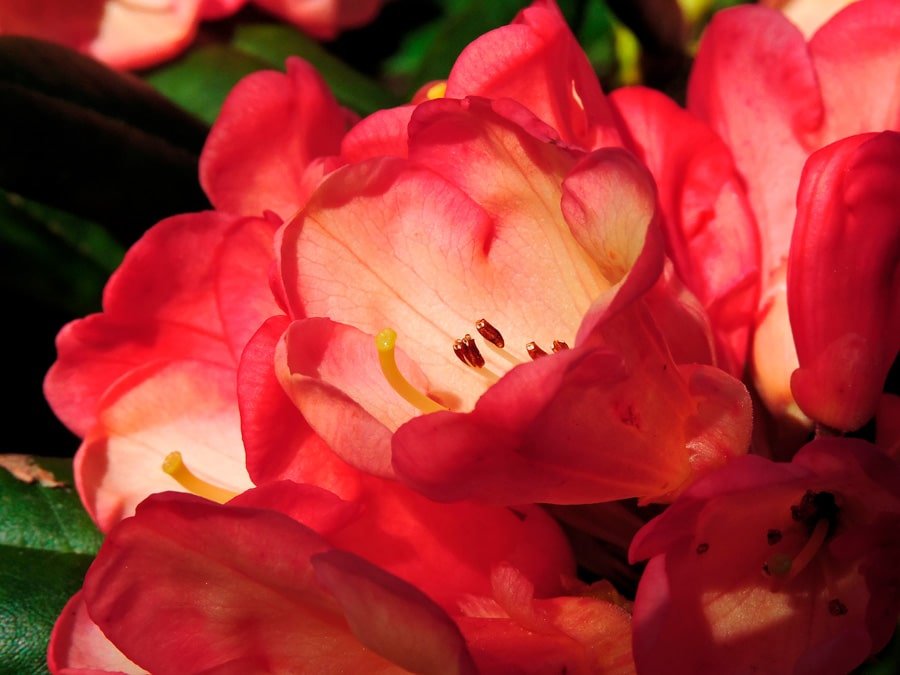 Bright rhododendrons. Photo: Ron Cameron
