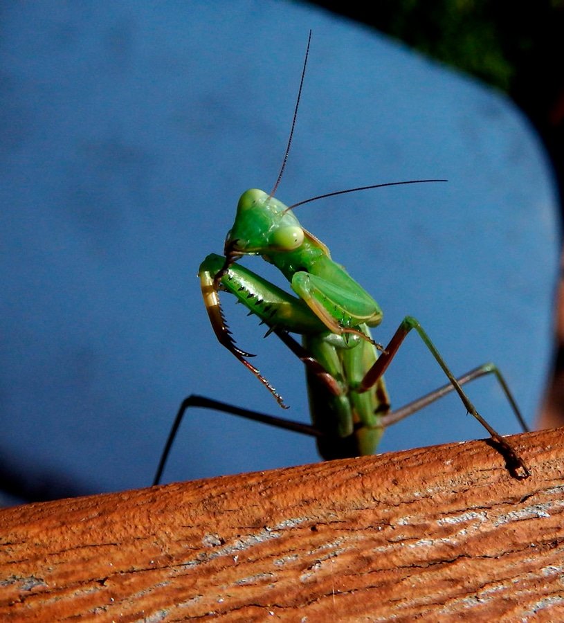 A rare September garden visitor, the praying mantis. Photo: Ron Cameron