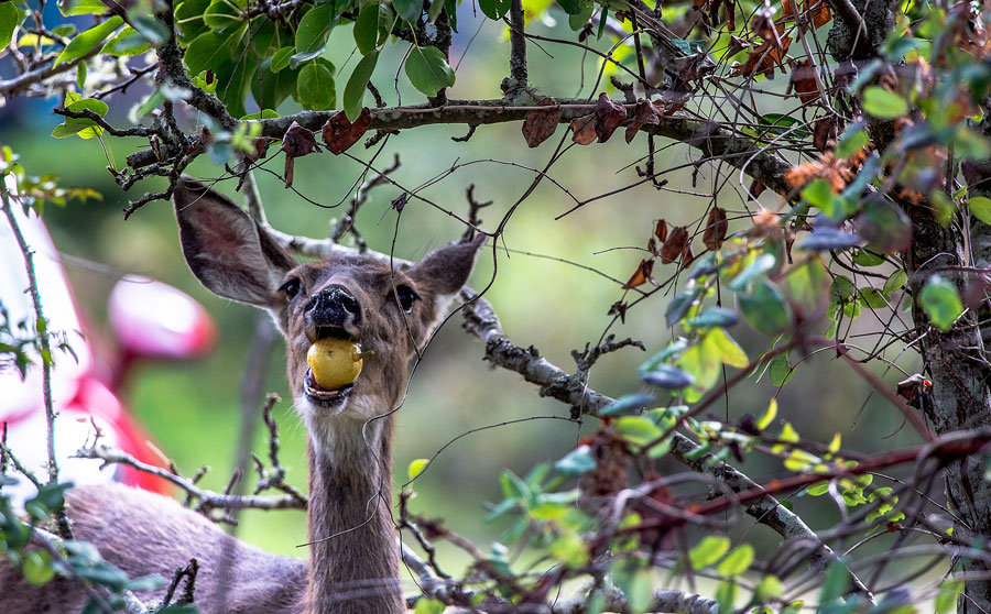 A deer feasts on quince in Longbranch. Photo: David Montesino Photography