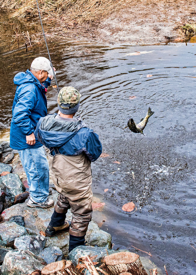 Taking advantage of winter’s king tides, anglers reel in a silver Coho salmon at Minter Creek. Photo: Ed Johnson, KP News