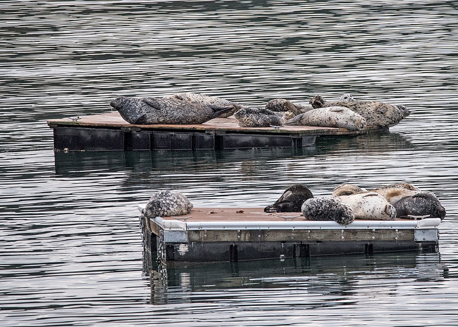 A pod (or bob) of harbor seals lounges in Von Geldern Cove. Photo: Ed Johnson, KP News