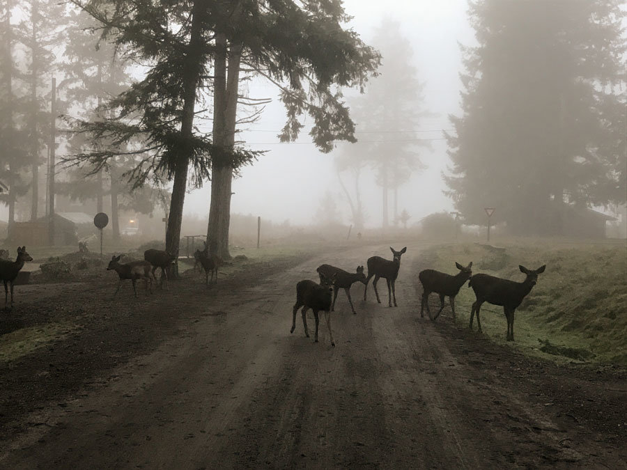 Herron Island deer on a foggy January morning. Photo: Joseph Pentheroudakis, KP News