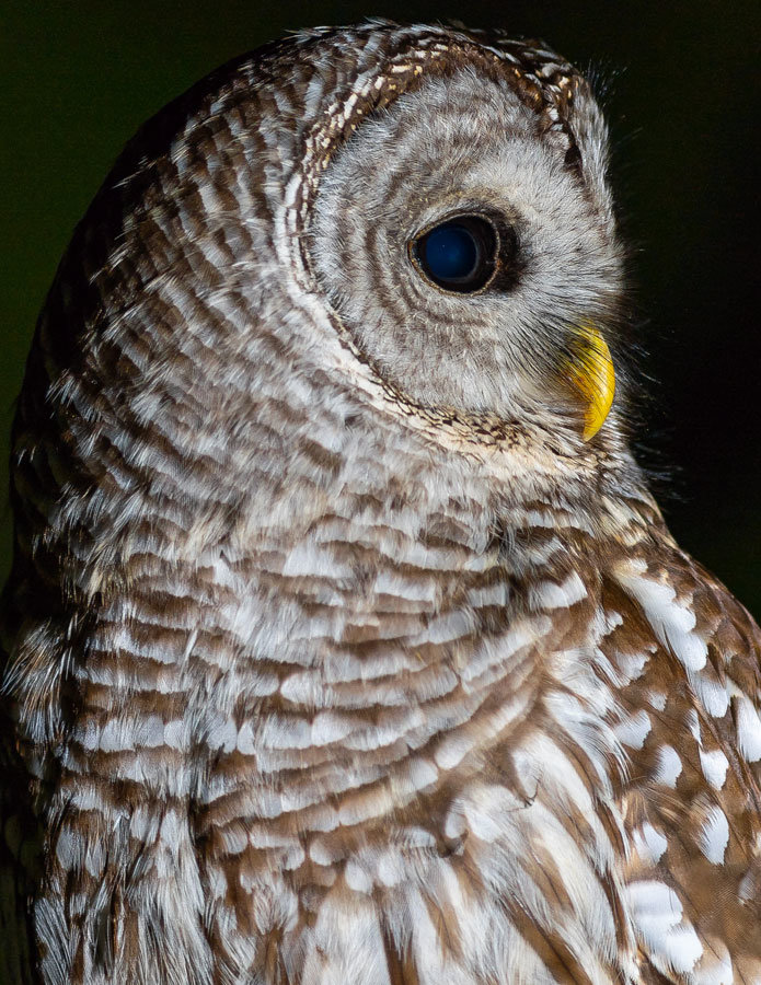 This beautiful barred owl took quick care of rodents stealing food from resident chickens. Photo: Chris Konieczny, KP News