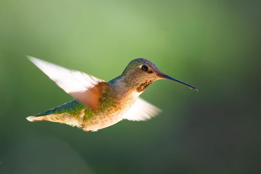 A female hummingbird in flight. Photo: Chris Konieczny, KP News