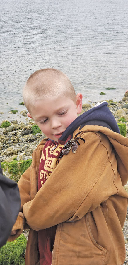Evergreen Elementary School scientist D.J. Taylor, 7, tests the locomotive ability of a local purple shore crab, Hemigrapsus nudus, during an end-of-year field trip near Penrose Point Park. “He climbed faster than I thought,” Taylor said. Photo: Sara Gray