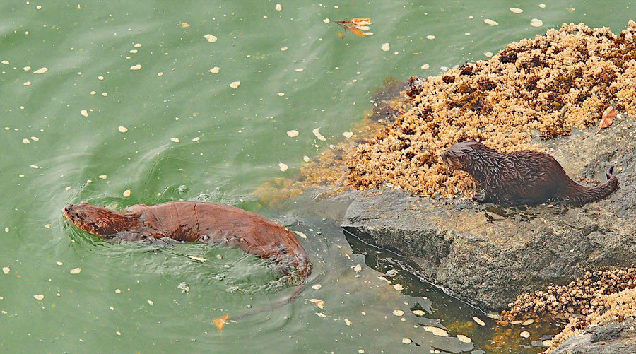 A Filucy Bay river otter gives its new kit a shoreline swimming lesson. Photo: Richard Hildahl