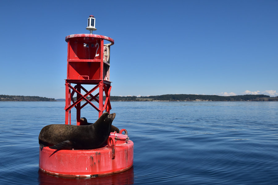 Male sea lions take a break on the buoy near Devil’s Head before heading back to California breeding grounds. Photo: David Zeigler, KP News