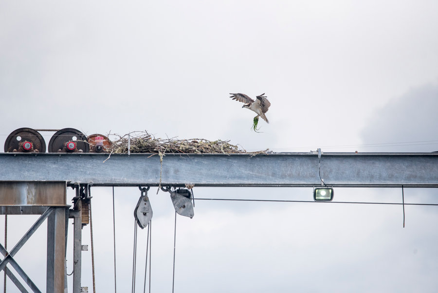 An osprey carries home more eelgrass than prey for lunch. Photo: Ed Johnson, KP News