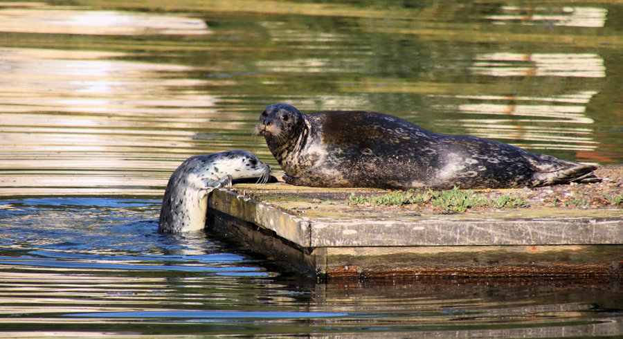A harbor seal pup learns relaxing with mom isn't as easy as it looks. Photo: Ron Cameron
