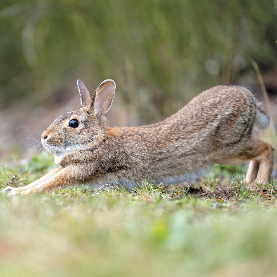 Though not native to the region, Nuttall’s cottontail has made itself at home. Photo: Chris Konieczny, KP News