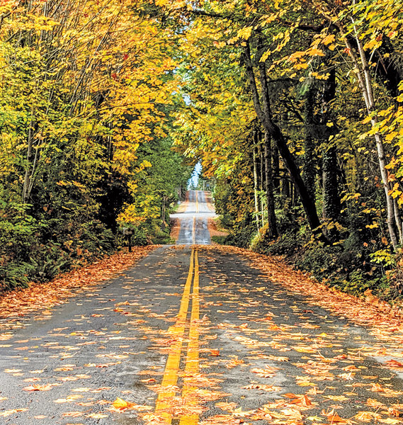 Longbranch road in autumn glory. Photo: Beth Bufffington