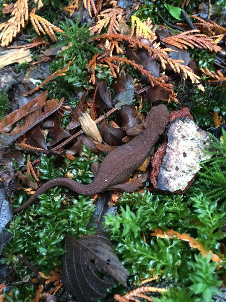 Rough-skinned newt found on the Key Peninsula. Photo: Chris Rurik