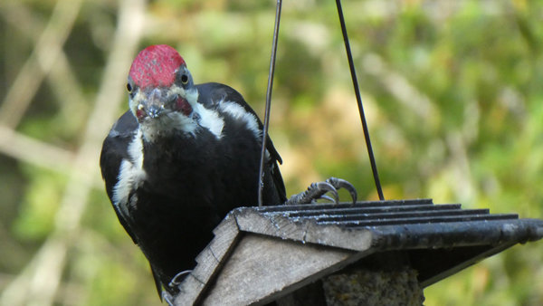 Woodpecker menace: eye to eye with a Pileated. Photo: Ted Olinger, KP News
