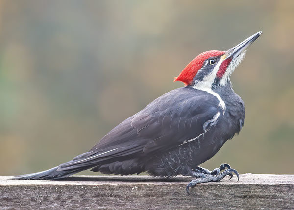 Pileated woodpecker poses on a rail. Photo: Ed Johnson, KP News