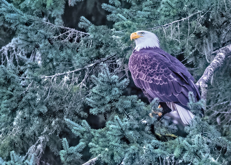 Douglas fir hosts the iconic bald eagle. Photo: Ed Johnson, KP News