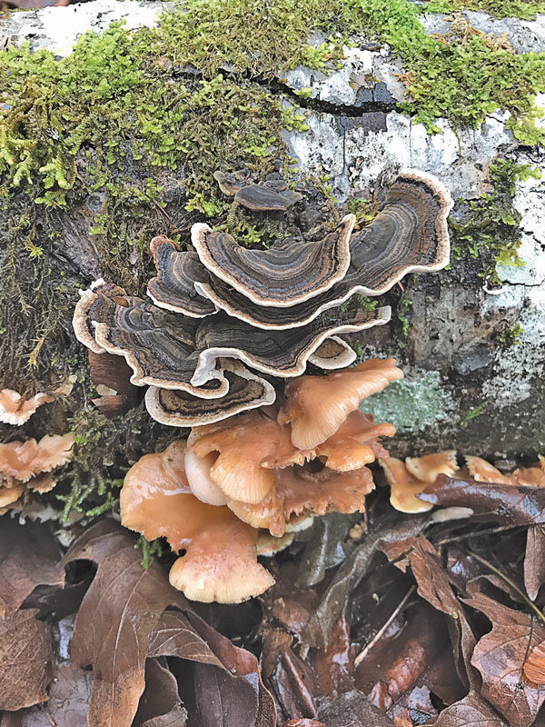 Forest turkey tails (Trametes versicolor) and oyster mushrooms (Pleurotus ostreatus) spotted along a woodsy path. Photo: Lisa Bryan, KP News