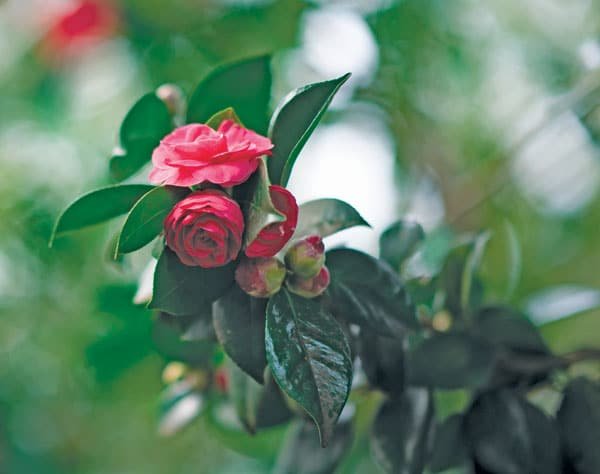 Camellias in Home. Photo: Richard Miller, KP News