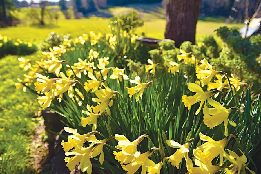Daffodils deliver smiles after the long winter. Photo: David Zeigler, KP News