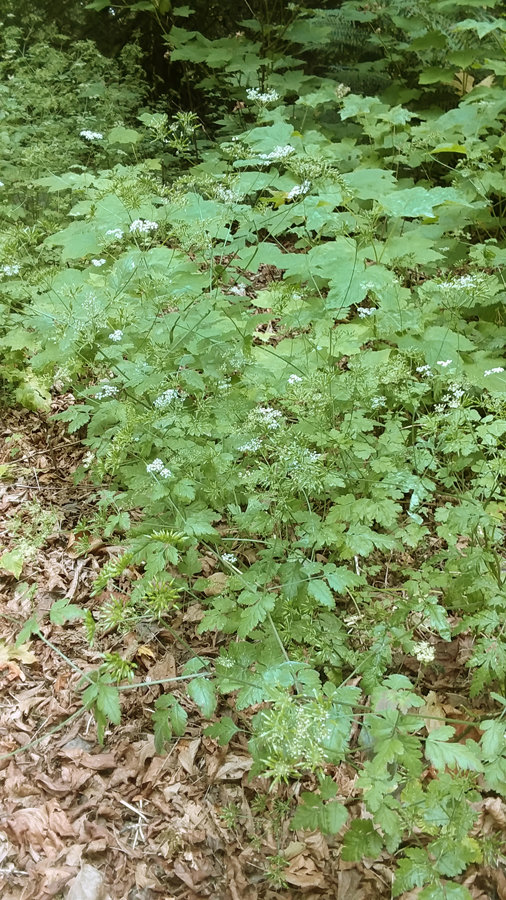A patch of poisonous hemlock about to bloom along the roadside.