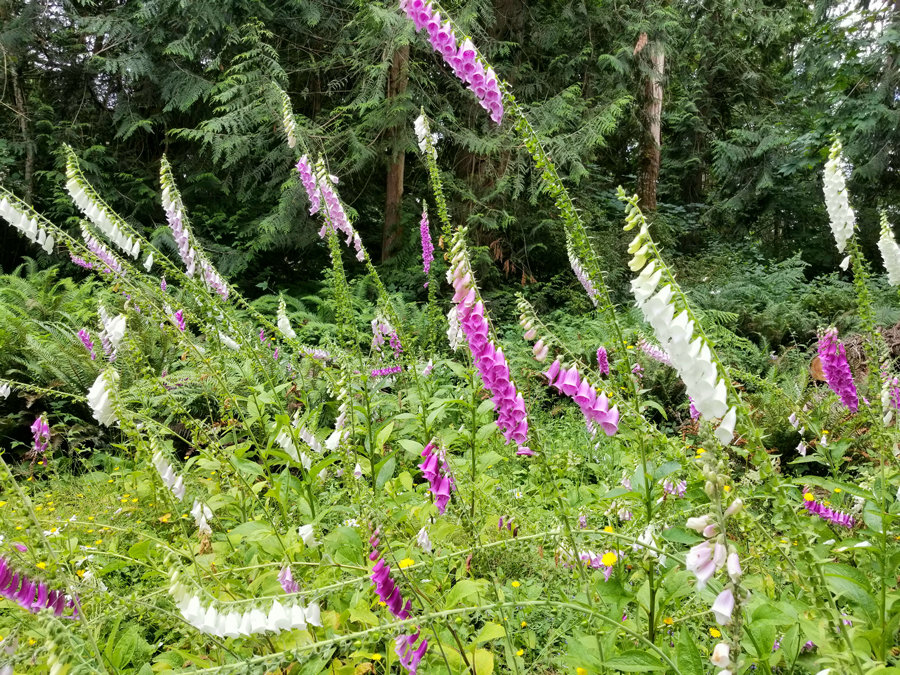 Blooming Foxglove catches light along the forest edge.