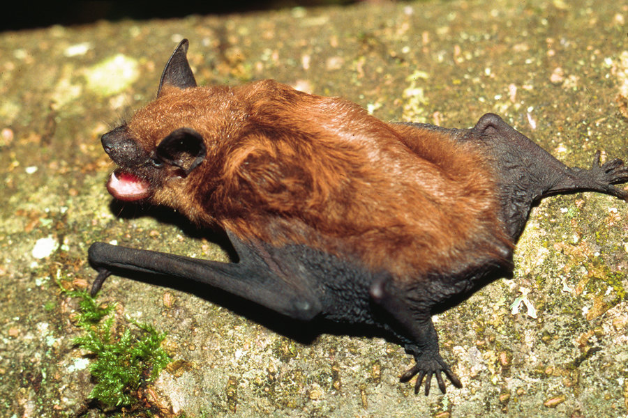 The big brown bat is one of the most common bats in Washington.