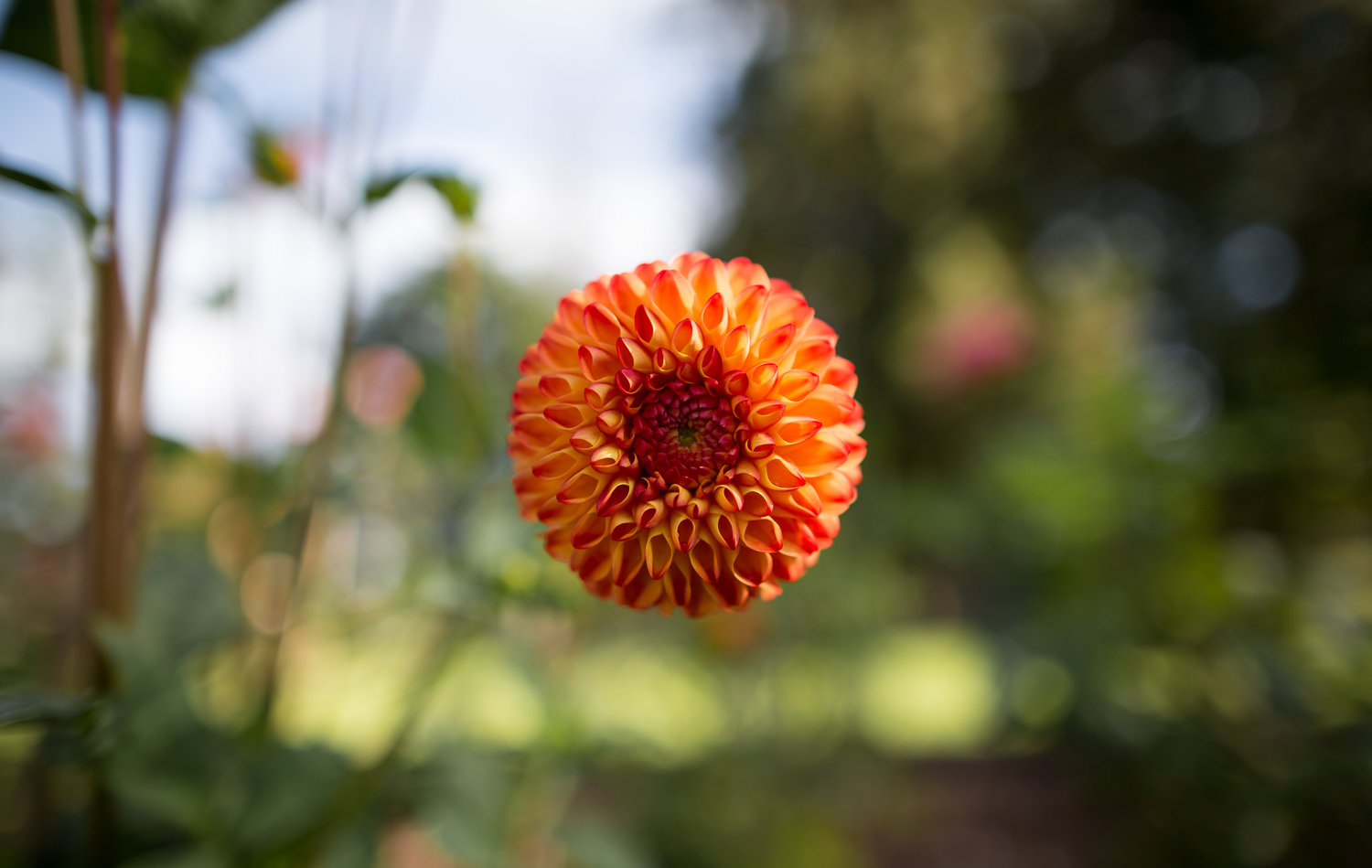 A dahlia appears to float on air at Historic Faraway.