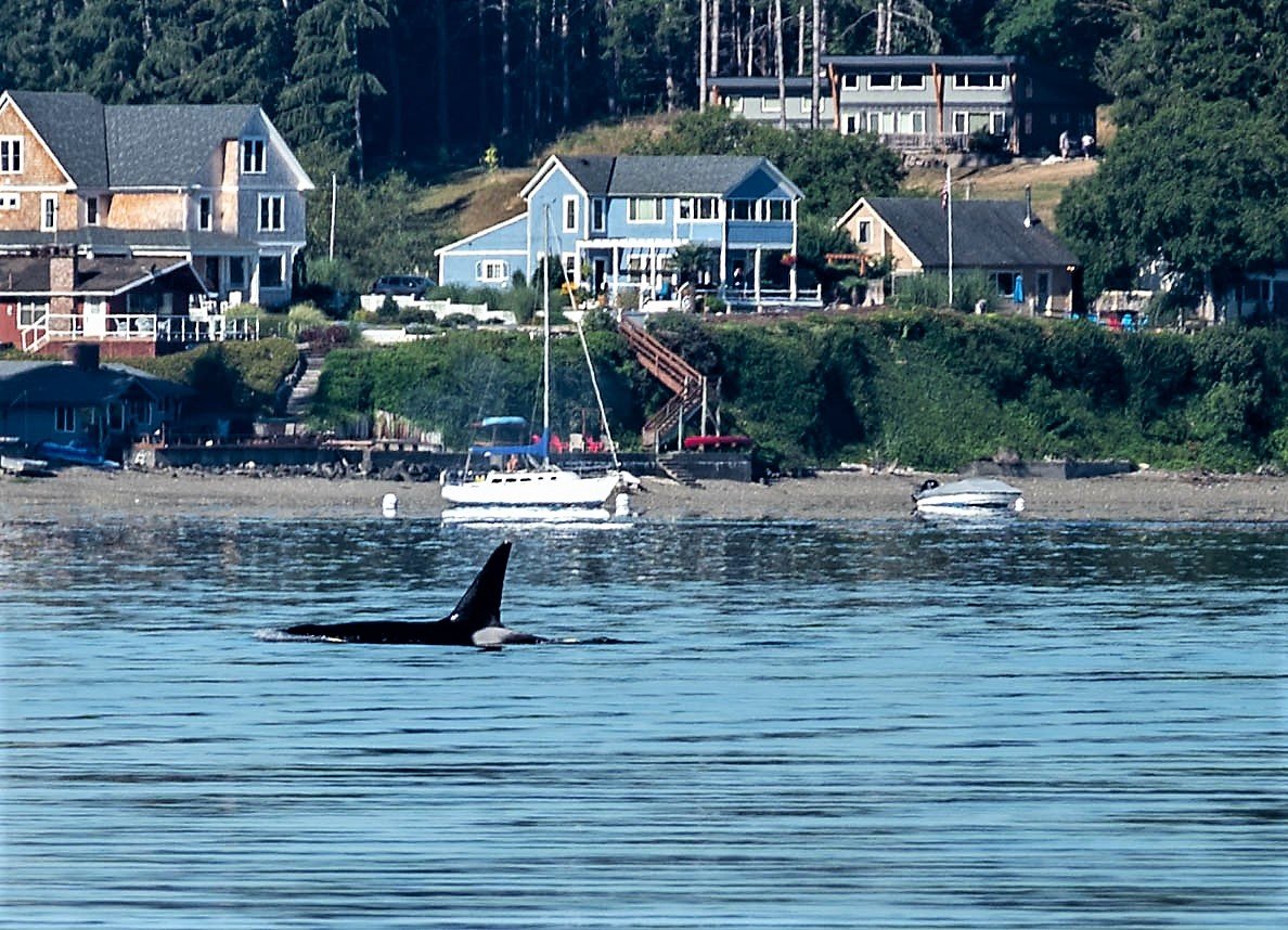 An Orca from J pod hunts for chinook salmon in Case Inlet Aug. 9.