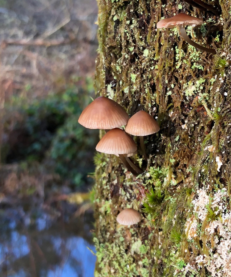 Fertile environment at Rocky Bay encourages rich flora like these mushrooms.