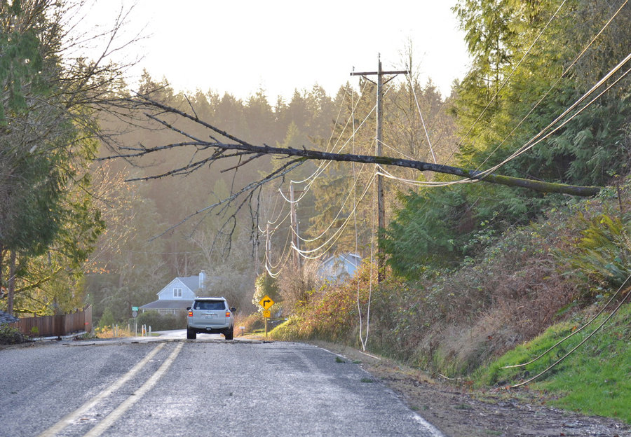 An overnight thunderstorm Jan. 13 brought 4 inches of rain and felled trees from Longbranch, seen here, to Bellingham, knocking out power to tens of thousands.