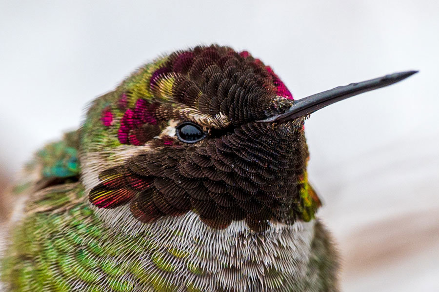 This juvenile male Anna’s hummingbird has between 1,000 to 1,500 feathers, the least of any bird.