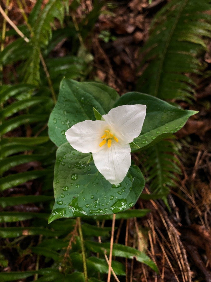 One of the first trilliums of the season.