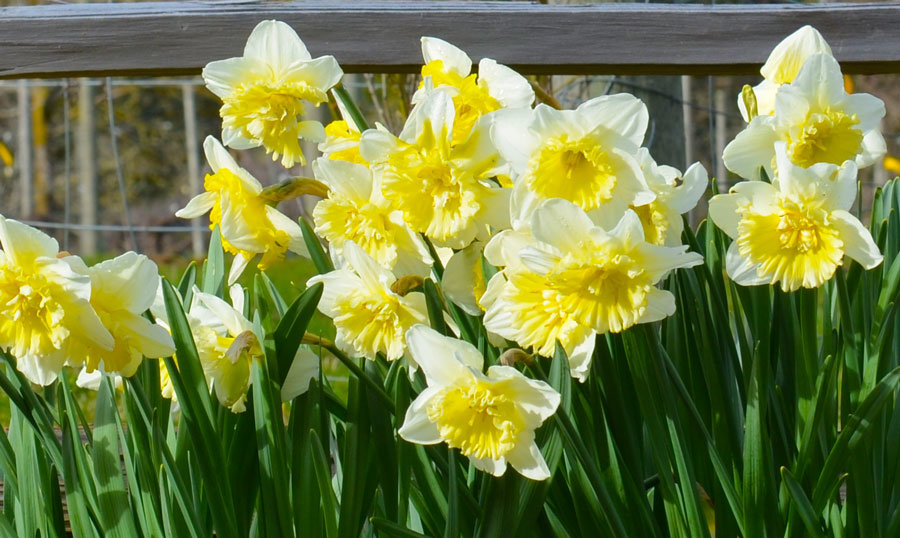 Daffodils herald spring in Home.