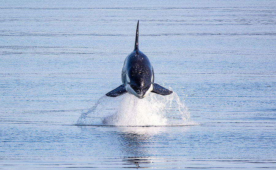 A photographer’s dream: orca airborne over Henderson Bay.