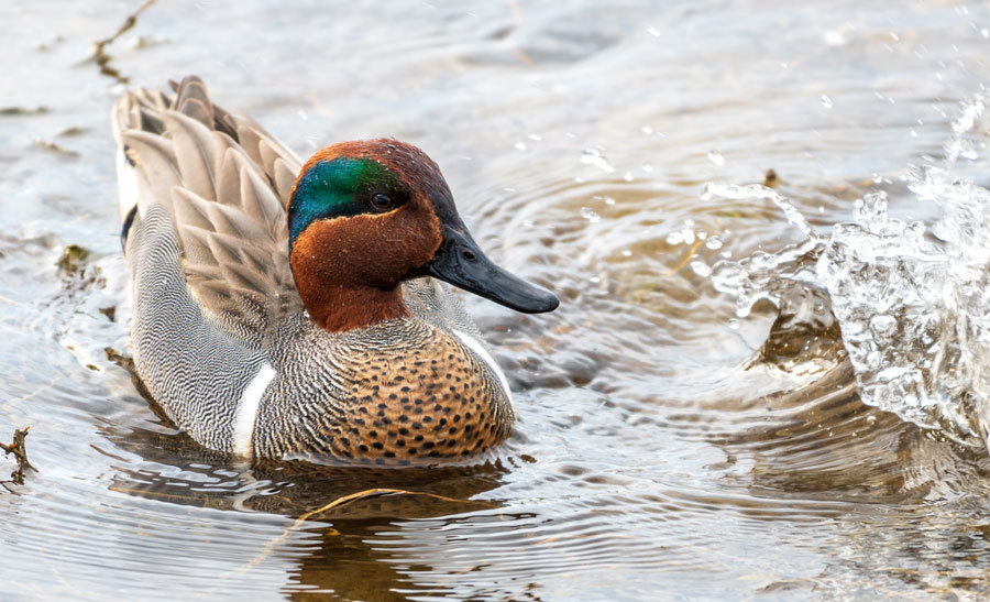 This resident male green-winged teal will soon fly east to breed in the prairies, and return in September.
