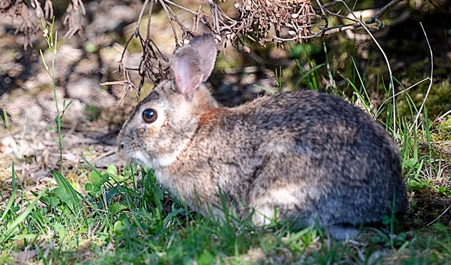 A cottontail rabbit prefers to blend in.